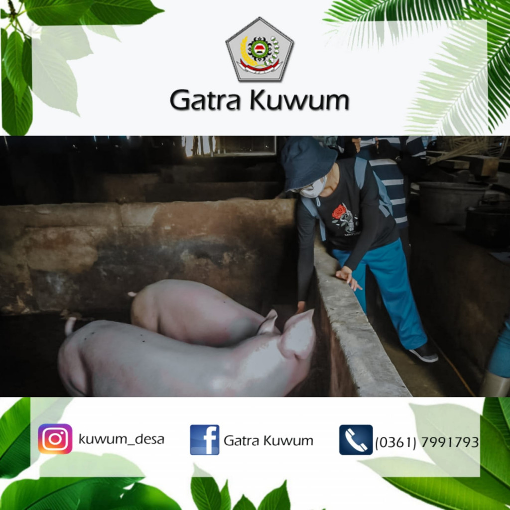 GIAT SUNTIK VAKSIN PMK BAGI TERNAK BABI DI DESA KUWUM